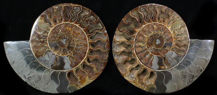 Wide Split Ammonite Pair - Crystal Chambers #37033